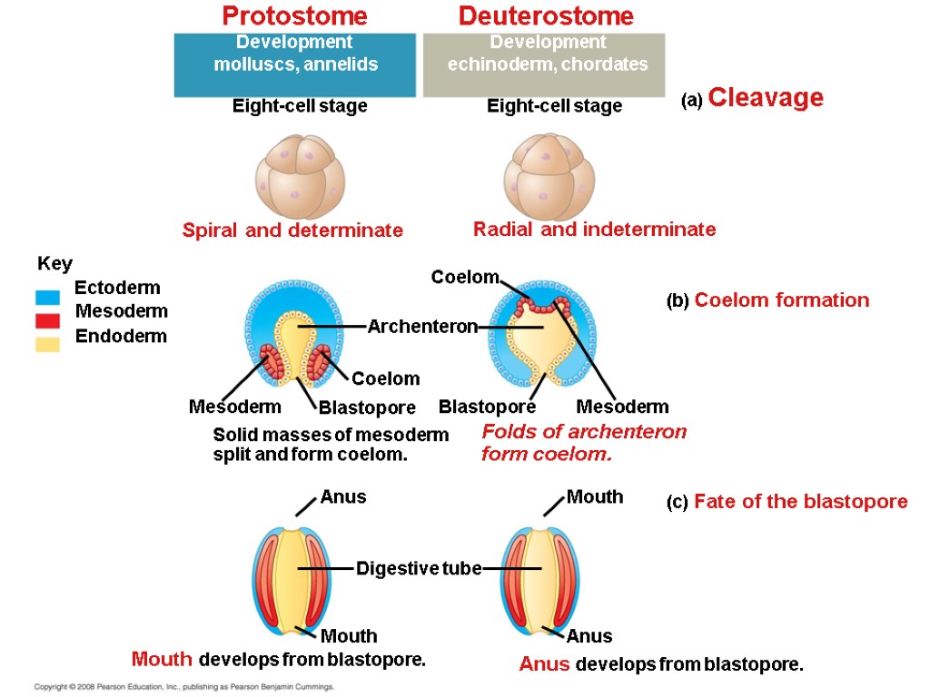 Protostome Development molluscs, annelids Deuterostome Development echinoderm, chordates Eight-cell stage Eight-cell stage Spiral and